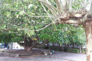 Vleugelnootboom huishoudschool in beheer van gemeente.